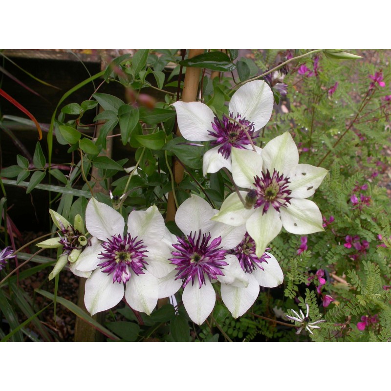 Clematis 'Viennetta' TM Evipo 006 (N) - Clematis florida 'Viennetta' TM Evipo 00