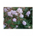 Ceanothus delilianus x 'Topaze'- lilas de Californie