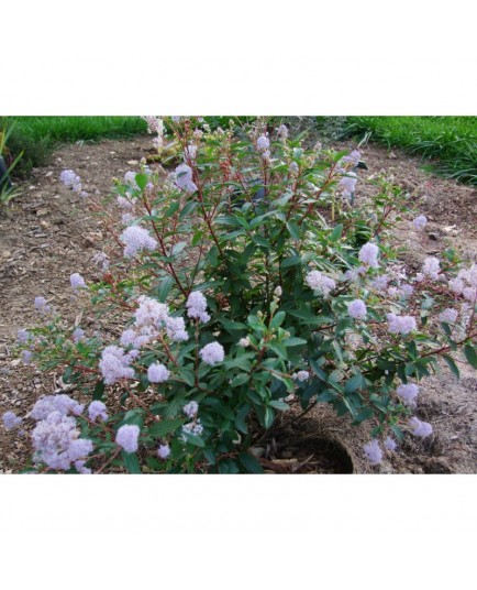 Ceanothus delilianus x 'Topaze'- lilas de Californie