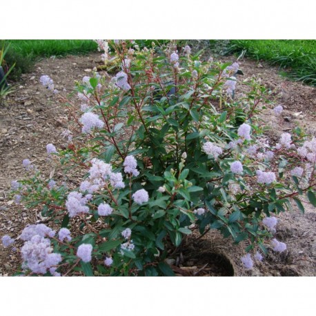 Ceanothus delilianus x 'Topaze'- lilas de Californie