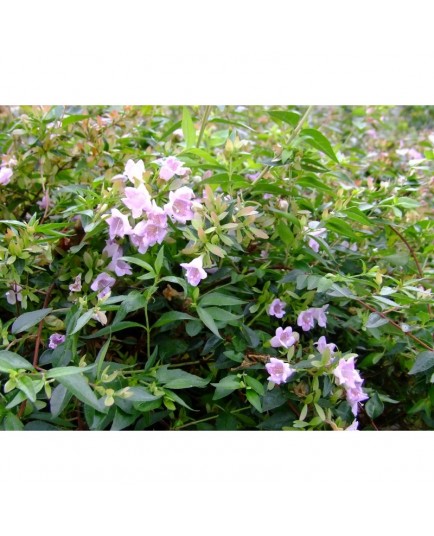 Abelia parvifolia - Abélie de Schumann