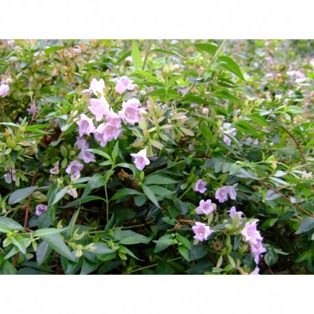 Abelia parvifolia - Abélie de Schumann