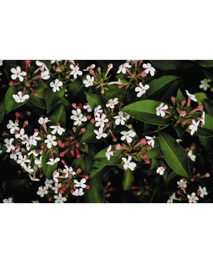 Abelia mosanensis - Abélie