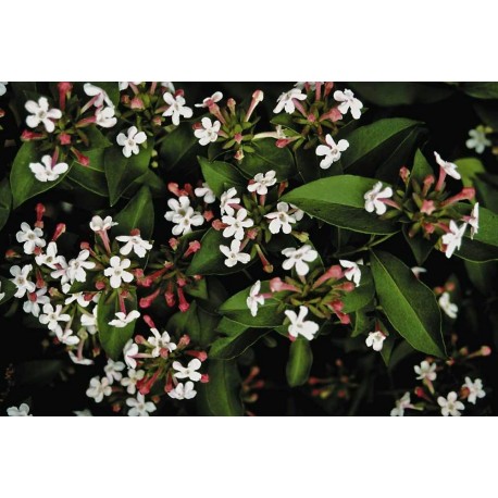 Abelia mosanensis - Abélie