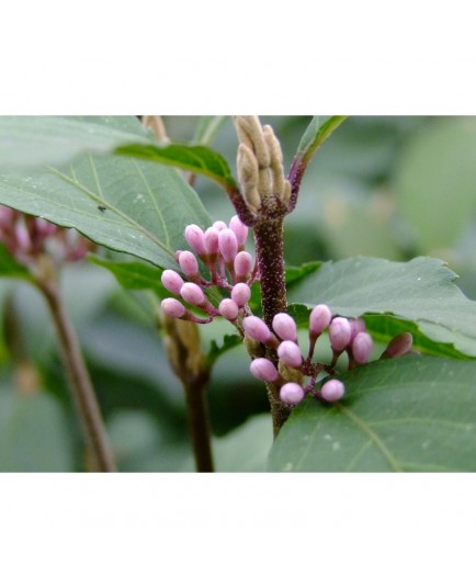 Callicarpa dichotoma f. albibacca - Arbuste aux bonbons