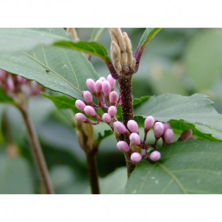 Callicarpa dichotoma f. albibacca - Arbuste aux bonbons