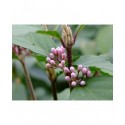 Callicarpa dichotoma f. albibacca - Arbuste aux bonbons