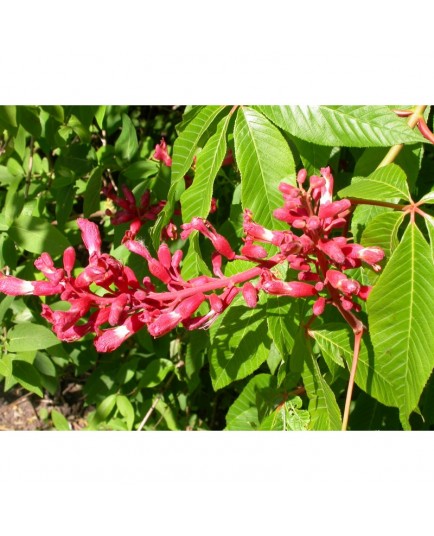 Aesculus pavia 'Atrosanguinea' - Pavier à fleurs rouges