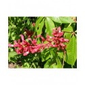 Aesculus pavia 'Atrosanguinea' - Pavier à fleurs rouges