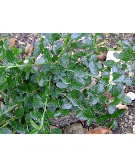 Ceanothus prostratus - lilas de Californie