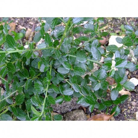 Ceanothus prostratus - lilas de Californie