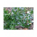 Ceanothus prostratus - lilas de Californie