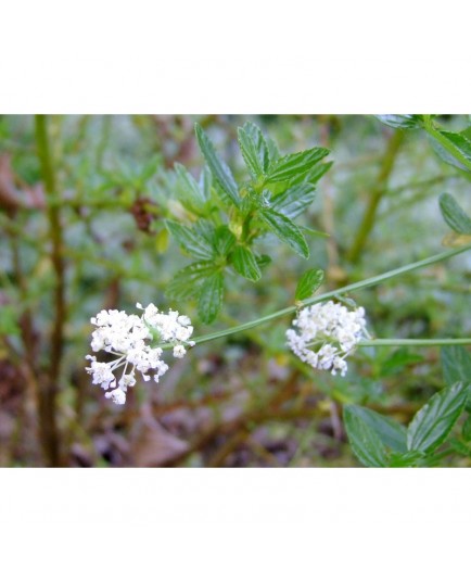 Ceanothus thyrsiflorus 'Millerton Point' - céanothe à fleurs blanches