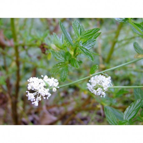 Ceanothus thyrsiflorus 'Millerton Point' - céanothe à fleurs blanches