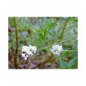 Ceanothus thyrsiflorus 'Millerton Point' - céanothe à fleurs blanches