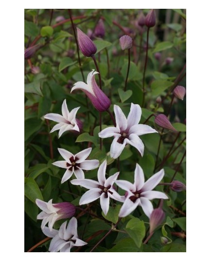 Clematis texensis 'Princess Kate' ® - clematite