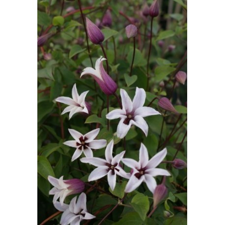 Clematis texensis 'Princess Kate' ® - clematite