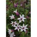 Clematis texensis 'Princess Kate' ® - clematite