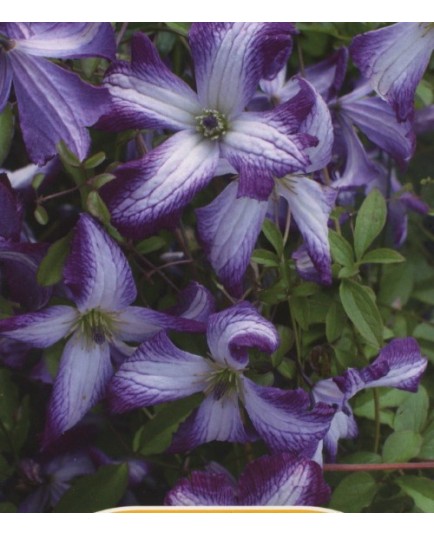 Clematis viticella 'I am Lady J'® - Clématite