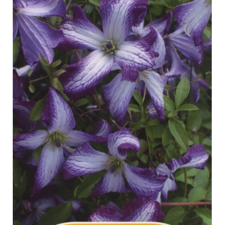 Clematis viticella 'I am Lady J'® - Clématite