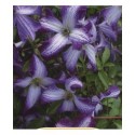 Clematis viticella 'I am Lady J'® - Clématite