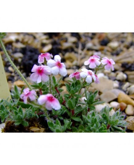 Androsace villosa var barbulata - Androsace velue