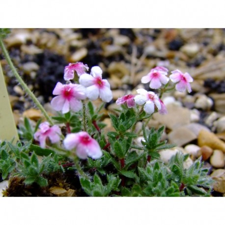 Androsace villosa var barbulata - Androsace velue