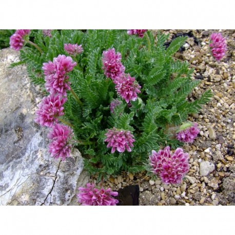 Anthyllis montana 'Rubra' - Anthyllide des montagnes, vulnéraire