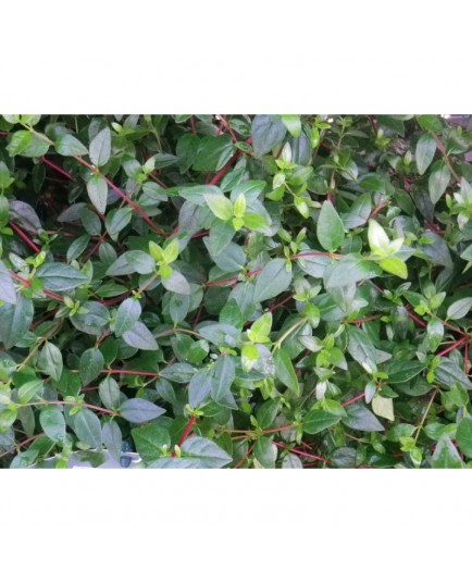 Abelia grandiflora x 'Petite Garden®'