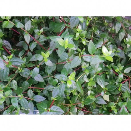 Abelia grandiflora x 'Petite Garden®'