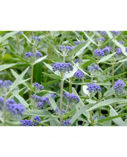 Caryopteris clandonensis x 'Empire Blue' - spirée bleue