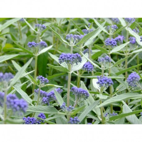 Caryopteris clandonensis x 'Empire Blue' - spirée bleue