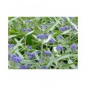 Caryopteris clandonensis x 'Empire Blue' - spirée bleue