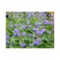 Caryopteris clandonensis x 'Empire Blue' - spirée bleue