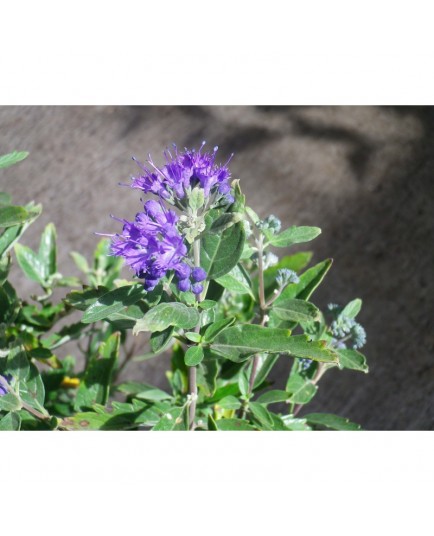 Caryopteris clandonensis x 'First Choice'® - Spirée bleue
