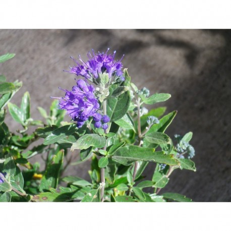 Caryopteris clandonensis x 'First Choice'® - Spirée bleue