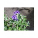 Caryopteris clandonensis x 'First Choice'® - Spirée bleue