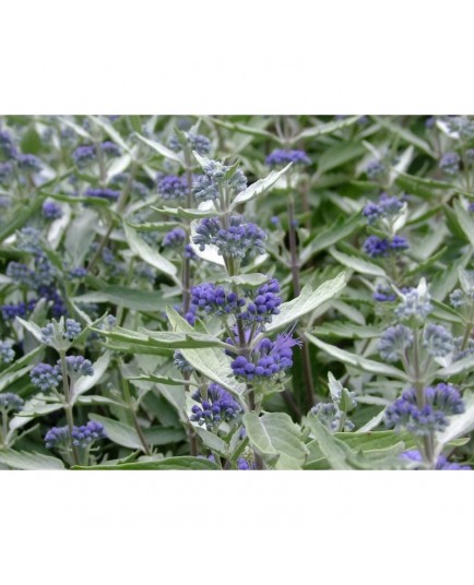 Caryopteris clandonensis x 'Sterling Silver'® - spirée bleue