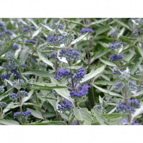 Caryopteris clandonensis x 'Sterling Silver'® - spirée bleue