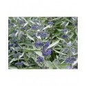 Caryopteris clandonensis x 'Sterling Silver'® - spirée bleue