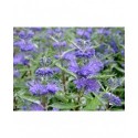 Caryopteris clandonensis x 'Sterling Silver'® - spirée bleue