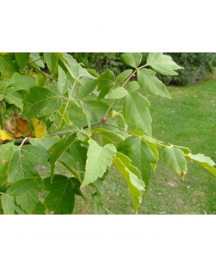 Acer negundo subsp. californicum - érable de Californie