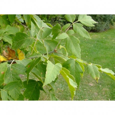 Acer negundo subsp. californicum - érable de Californie