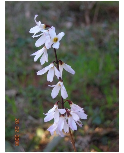Abeliophyllum distichum - Abélie de Corée, Forsythia Blanc