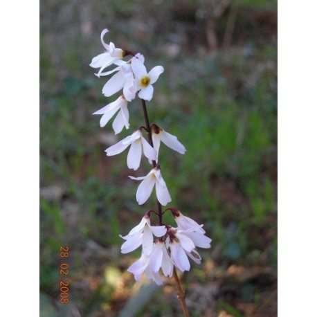 Abeliophyllum distichum - Abélie de Corée, Forsythia Blanc