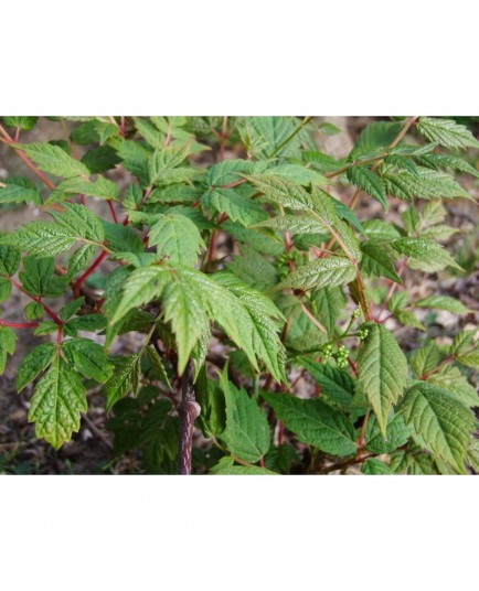 Ampelopsis megalophylla - Vigne Vierge