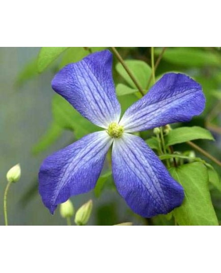 Clematis 'Jenny' - Clematite