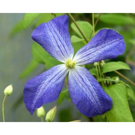 Clematis 'Jenny' - Clematite