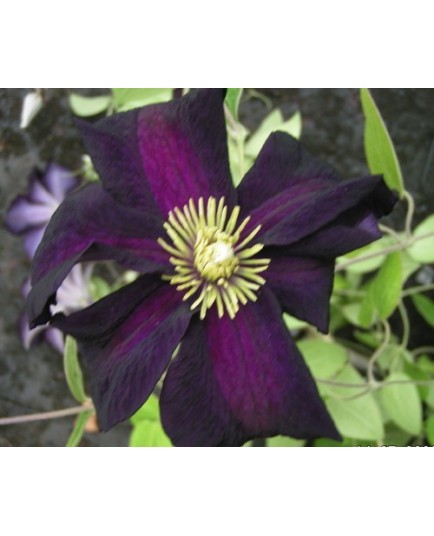 Clematis 'Romantika'® - Clematite