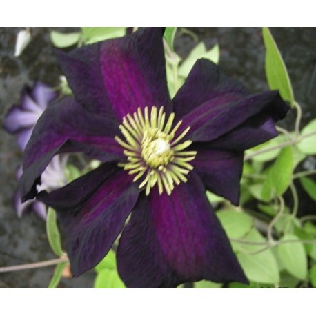 Clematis 'Romantika'® - Clematite